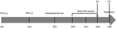 Desensitization of the Cough Reflex Induced by Corticosteroids in Ovalbumin-Sensitized Rabbits During Artificial Limb Exercise